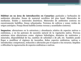 Hábitat en su área de introducción en Canarias: pastizales y herbazales de ambientes alterados. Zonas de matorral xerofítico del piso basal. Matorrales de medianías. Eriales y matorrales desérticos. Matorrales de ambientes costeros no excesivamente halófilos. Zonas urbanizadas. Terrenos de cultivos y zonas verdes de origen antrópico. Franja litoral halófila (costas rocosas y acantilados costeros).Impactos: alteraciones en la estructura y abundancia relativa de especies nativas o endémicas, y en los patrones de sucesión natural de la vegetación nativa. Provoca asimismo otras alteraciones como: régimen hidrológico, dinámica de nutrientes y minerales, disponibilidad de luz, cambios de salinidad o de pH, etc. También puede llegar a modificar el régimen de incendios. Sobre especies endémicas, nativas o introducidas: competencia, reducción o alteración por el espacio o los recursos. Impiden o dificultan la regeneración de especies endémicas o nativas.