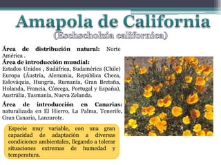 Amapola de California(Eschscholziacalifornica)Área de distribución natural: Norte América .Área de introducción mundial:Estados Unidos , Sudáfrica, Sudamérica (Chile) Europa (Áustria, Alemania, República Checa, Eslováquia, Hungria, Rumanía, Gran Bretaña, Holanda, Francia, Córcega, Portugal y España), Austrália, Tasmania, Nueva Zelanda.Área de introducción en Canarias: naturalizada en El Hierro, La Palma, Tenerife, Gran Canaria, Lanzarote.Especie muy variable, con una gran capacidad de adaptación a diversas condiciones ambientales, llegando a tolerar situaciones extremas de humedad y temperatura.