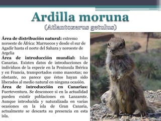 Ardilla moruna(Atlantoxerusgetulus)Área de distribución natural:extremo noroeste de África: Marruecos y desde el sur de Agadir hasta el norte del Sahara y noroeste de Argelia Área de introducción mundial: Islas Canarias. Existen datos de introducciones de individuos de la especie en la Península Ibérica y en Francia, transportados como mascotas; no obstante, no parece que éstos hayan sido liberados al medio natural en ninguna ocasión.Área de introducción en Canarias: Fuerteventura. Se desconoce si en la actualidad pueden existir poblaciones en Lanzarote. Aunque introducida y naturalizada en varias ocasiones en la isla de Gran Canaria, actualmente se descarta su presencia en esta isla.