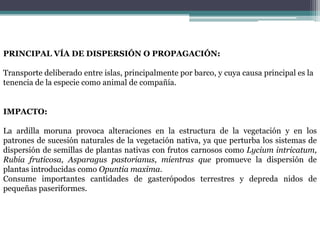 PRINCIPAL VÍA DE DISPERSIÓN O PROPAGACIÓN:Transporte deliberado entre islas, principalmente por barco, y cuya causa principal es latenencia de la especie como animal de compañía.IMPACTO:La ardilla moruna provoca alteraciones en la estructura de la vegetación y en los patrones de sucesión naturales de la vegetación nativa, ya que perturba los sistemas de dispersión de semillas de plantas nativas con frutos carnosos como Lyciumintricatum, Rubia fruticosa, Asparaguspastorianus, mientras que promueve la dispersión de plantas introducidas como Opuntia maxima.Consume importantes cantidades de gasterópodosterrestres y depreda nidos de pequeñaspaseriformes.