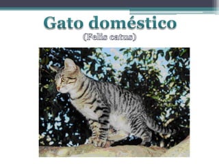 Gato doméstico(Feliscatus)