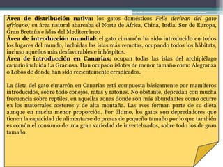Área de distribución nativa: los gatos domésticos Felis derivan del gato africano; su área natural abarcaba el Norte de África, China, India, Sur de Europa, Gran Bretaña e islas del MediterráneoÁrea de introducción mundial: el gato cimarrón ha sido introducido en todos los lugares del mundo, incluidas las islas más remotas, ocupando todos los hábitats, incluso aquellos más desfavorables e inhóspitos.Área de introducción en Canarias: ocupan todas las islas del archipiélago canario incluida La Graciosa. Han ocupado islotes de menor tamaño como Alegranza o Lobos de donde han sido recientemente erradicados.La dieta del gato cimarrón en Canarias está compuesta básicamente por mamíferos introducidos, sobre todo conejos, ratas y ratones. No obstante, depredan con mucha frecuencia sobre reptiles, en aquellas zonas donde son más abundantes como ocurre en los matorrales costeros y de alta montaña. Las aves forman parte de su dieta aunque en mucha menor proporción. Por último, los gatos son depredadores que tienen la capacidad de alimentarse de presas de pequeño tamaño por lo que también es común el consumo de una gran variedad de invertebrados, sobre todo los de gran tamaño.
