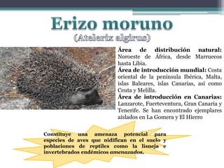 Erizo moruno(Atelerixalgirus)Área de distribución natural: Noroeste de África, desde Marruecos hasta Libia.Área de introducción mundial: Costa oriental de la península Ibérica, Malta, islas Baleares, islas Canarias, así como Ceuta y Melilla. Área de introducción en Canarias: Lanzarote, Fuerteventura, Gran Canaria y Tenerife. Se han encontrado ejemplares aislados en La Gomera y El HierroConstituye una amenaza potencial para especies de aves que nidifican en el suelo y poblaciones de reptiles como la lisnejaeinvertebrados endémicos amenazados.
