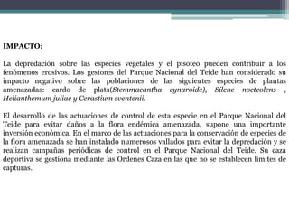 IMPACTO:La depredación sobre las especies vegetales y el pisoteo pueden contribuir a los fenómenos erosivos. Los gestores del Parque Nacional del Teide han considerado su impacto negativo sobre las poblaciones de las siguientes especies de plantas amenazadas: cardo de plata(Stemmacanthacynaroide), Silene nocteolens, Helianthemumjuliaey Cerastiumsventenii.El desarrollo de las actuaciones de control de esta especie en el Parque Nacional del Teide para evitar daños a la flora endémica amenazada, supone una importante inversión económica. En el marco de las actuaciones para la conservación de especies de la flora amenazada se han instalado numerosos vallados para evitar la depredación y se realizan campañas periódicas de control en el Parque Nacional del Teide. Su caza deportiva se gestiona mediante las Ordenes Caza en las que no se establecen límites de capturas.