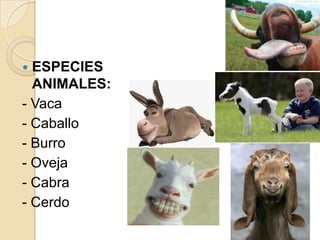  ESPECIES
  ANIMALES:
- Vaca
- Caballo
- Burro
- Oveja
- Cabra
- Cerdo
 