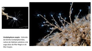 Cordylophora caspia. Hidroide
da familia Cordylophoridae,
nativo de hábitats salobres e de
auga doce do Mar Negro e do
Mar Caspio.
 