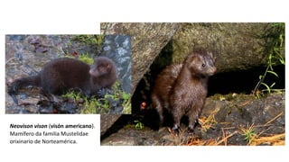 Neovison vison (visón americano).
Mamífero da familia Mustelidae
orixinario de Norteamérica.
 