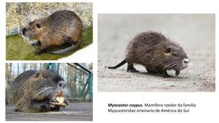 Myocastor coypus. Mamífero roedor da familia
Myocastoridae orixinario de América do Sur
 