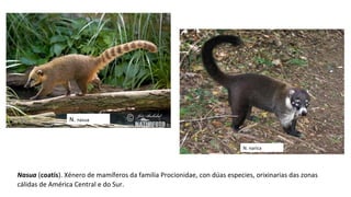 Nasua (coatís). Xénero de mamíferos da familia Procionidae, con dúas especies, orixinarias das zonas
cálidas de América Central e do Sur.
N. nasua
N. narica
 