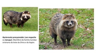 Nyctereutes procyonoides (can mapache
ou tanuqui). Mamífero da familia Canidae
orixinario do leste da China e do Xapón.
 