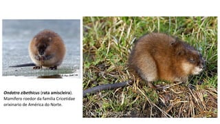 Ondatra zibethicus (rata amiscleira).
Mamífero roedor da familia Cricetidae
orixinario de América do Norte.
 