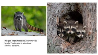 Procyon lotor (mapache). Mamífero da
familia Procionidae orixinario de
América do Norte.
 