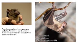Rousettus aegyptiacus (morcego exipcio
da froita). Mamífero voador da familia
Pteropodidae orixinario das costas de África
e do suroeste de Asia
 