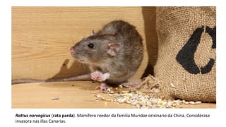 Rattus norvegicus (rata parda). Mamífero roedor da familia Muridae orixinario da China. Considérase
invasora nas illas Canarias.
 