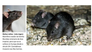 Rattus rattus (rata negra).
Mamífero roedor da familia
Muridae orixinario de Asia
tropical, pero que xa se
coñece en Europa desde o
século VIII. Considérase
invasora nas illas Canrias.
 