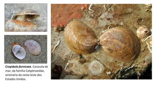 Crepidula fornicata. Caracola de
mar, da familia Calyptraeidae,
orixinaria da costa leste dos
Estados Unidos.
 