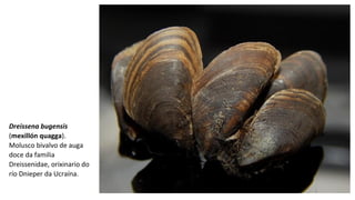 Dreissena bugensis
(mexillón quagga).
Molusco bivalvo de auga
doce da familia
Dreissenidae, orixinario do
río Dnieper da Ucraína.
 
