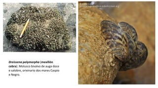 Dreissena polymorpha (mexillón
cebra). Molusco bivalvo de auga doce
e salobre, orixinario dos mares Caspio
e Negro.
 