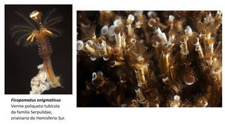Ficopomatus enigmaticus.
Verme poliqueto tubícola
da familia Serpulidae,
orixinario do Hemisferio Sur.
 