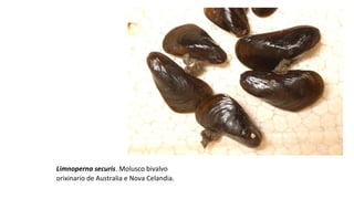 Limnoperna securis. Molusco bivalvo
orixinario de Australia e Nova Celandia.
 