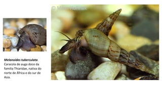 Melanoides tuberculata.
Caracola de auga doce da
familia Thiaridae, nativa do
norte de África e do sur de
Asia.
 