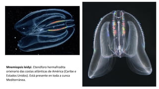 Mnemiopsis leidyi. Ctenóforo hermafrodita
orixinario das costas atlánticas de América (Caribe e
Estados Unidos). Está presente en toda a cunca
Mediterránea.
 