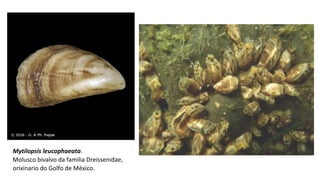 Mytilopsis leucophaeata.
Molusco bivalvo da familia Dreissenidae,
orixinario do Golfo de México.
 