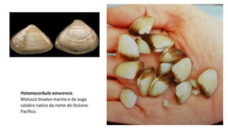 Potamocorbula amurensis.
Molusco bivalvo marino e de auga
salobre nativo do norte do Océano
Pacífico.
 