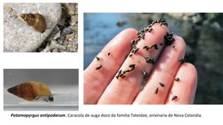 Potamopyrgus antipodarum. Caracola de auga doce da familia Tateidae, orixinaria de Nova Celandia.
 