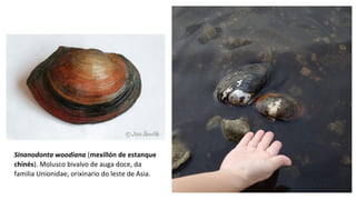 Sinanodonta woodiana (mexillón de estanque
chinés). Molusco bivalvo de auga doce, da
familia Unionidae, orixinario do leste de Asia.
 