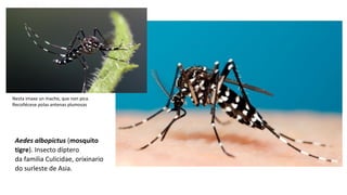 Aedes albopictus (mosquito
tigre). Insecto díptero
da familia Culicidae, orixinario
do surleste de Asia.
Nesta imaxe un macho, que non pica.
Recoñécese polas antenas plumosas
 