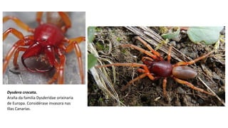 Dysdera crocata.
Araña da familia Dysderidae orixinaria
de Europa. Considérase invasora nas
Illas Canarias.
 