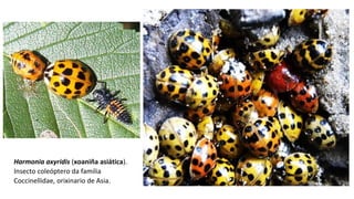 Harmonia axyridis (xoaniña asiática).
Insecto coleóptero da familia
Coccinellidae, orixinario de Asia.
 