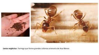 Lasius neglectus. Formiga que forma grandes colonias orixinaria de Asia Menor.
 