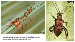 Leptoglossus occidentalis ( chinche dos piñeiros). Insecto
orixinario das Montañas Rochosas (EE. UU.).
 
