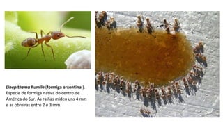 Linepithema humile (formiga arxentina ).
Especie de formiga nativa do centro de
América do Sur. As raíñas miden uns 4 mm
e as obreiras entre 2 e 3 mm.
 