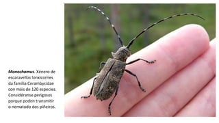 Monochamus. Xénero de 
escaravellos lonxicornes 
da familia Cerambycidae 
con máis de 120 especies. 
Considéranse perigosos 
porque poden transmitir 
o nematodo dos piñeiros. 
 