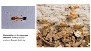 Monomorium ou Trichomyrmex
destructor. Formiga invasora 
orixinaria do norte de África. 
 