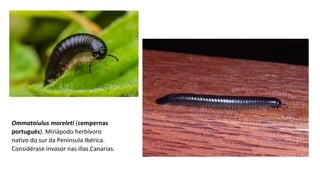 Ommatoiulus moreleti (cempernas
portugués). Miriápodo herbívoro 
nativo do sur da Península Ibérica. 
Considérase invasor nas illas Canarias.
 