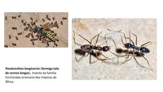 Paratrechina longicornis (formiga tola
de cornos longos). Insecto da familia 
Formicidae orixinario dos trópicos de 
África.
 