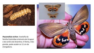 Paysandisia archon. Avelaíña da 
familia Castniidae orixinaria de Uruguai 
e do centro de Arxentina. A femia, máis 
grande, pode acadar os 11 cm de 
energadura.  
 