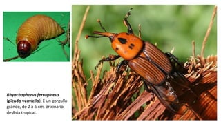 Rhynchophorus ferrugineus
(picudo vermello). É un gorgullo 
grande, de 2 a 5 cm, orixinario 
de Asia tropical. 
 