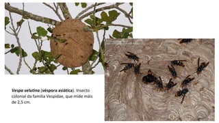 Vespa velutina (véspora asiática). Insecto 
colonial da familia Vespidae, que mide máis 
de 2,5 cm. 
 