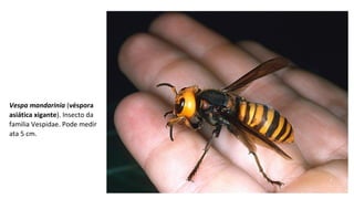 Vespa mandarinia (véspora
asiática xigante). Insecto da 
familia Vespidae. Pode medir 
ata 5 cm.
 