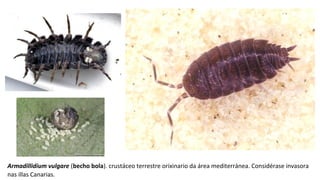 Armadillidium vulgare (becho bola). crustáceo terrestre orixinario da área mediterránea. Considérase invasora ​
nas illas Canarias.
 