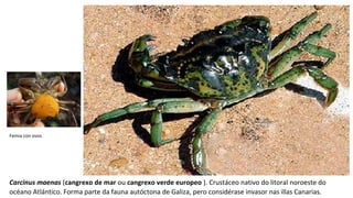 Carcinus maenas (cangrexo de mar ou cangrexo verde europeo ). Crustáceo nativo do litoral noroeste do 
océano Atlántico. Forma parte da fauna autóctona de Galiza, pero considérase invasor nas illas Canarias.
Femia con ovos
 
