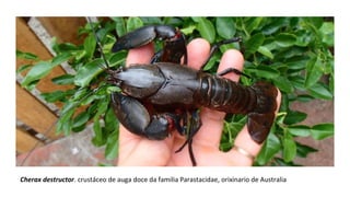 Cherax destructor. crustáceo de auga doce da familia Parastacidae, orixinario de Australia
 