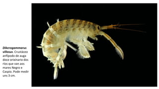 Dikerogammarus
villosus. Crustáceo 
anfípodo de auga 
doce orixinario dos 
ríos que van aos 
mares Negro e 
Caspio. Pode medir 
uns 3 cm. 
 
