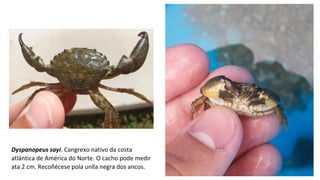 Dyspanopeus sayi. Cangrexo nativo da costa 
atlántica de América do Norte. O cacho pode medir 
ata 2 cm. Recoñécese pola unlla negra dos ancos.
 