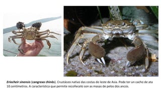 Eriocheir sinensis (cangrexo chinés). Crustáceo nativo das costas do leste de Asia. Pode ter un cacho de ata 
10 centímetros. A característica que permite recoñecelo son as masas de pelos dos ancos.
 